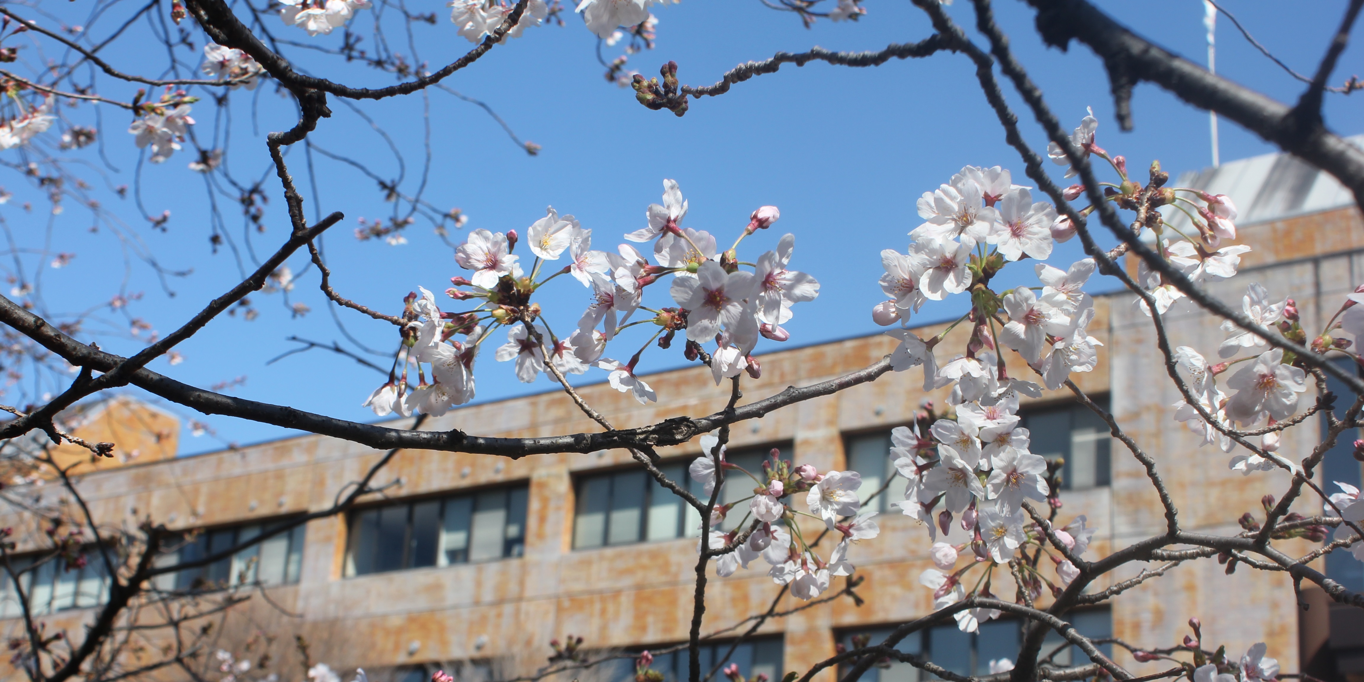 センター外観と桜